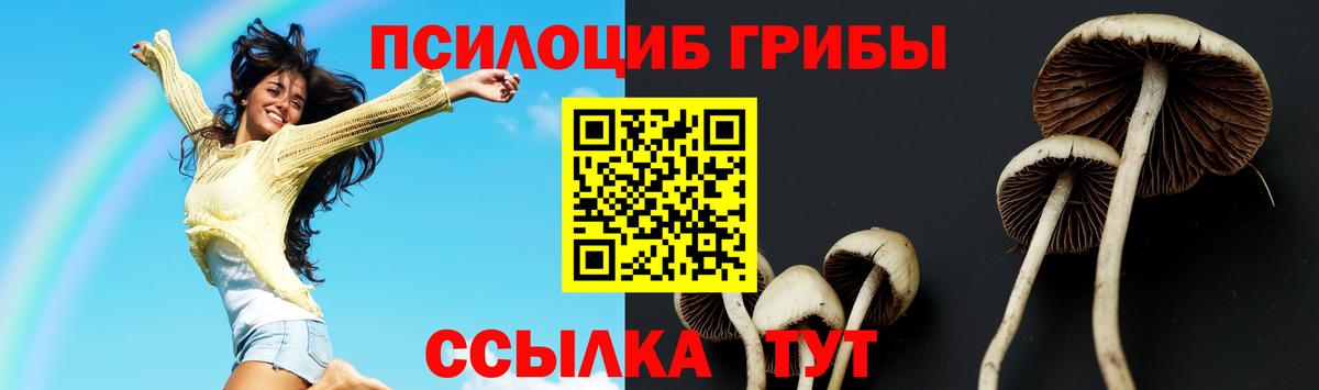 Галлюциногенные грибы Psilocybe Абинск
